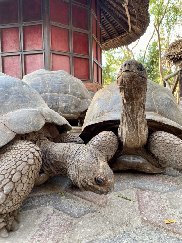Zanzibar Giant Tortoises