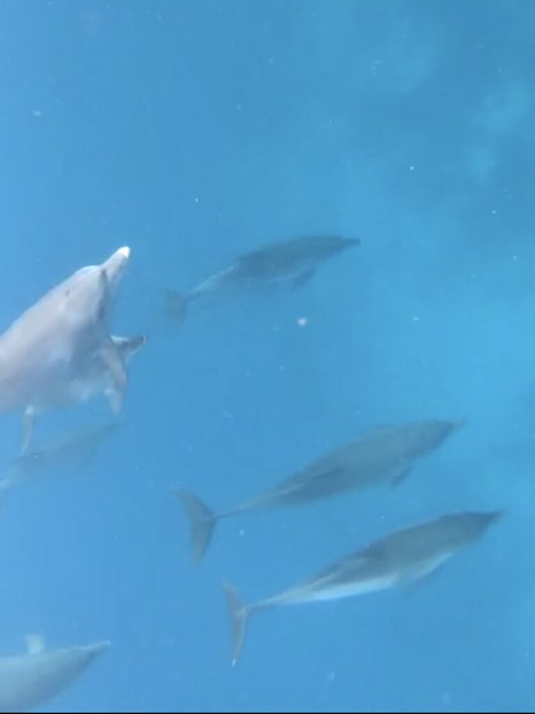 Zanzibar delfini (3)