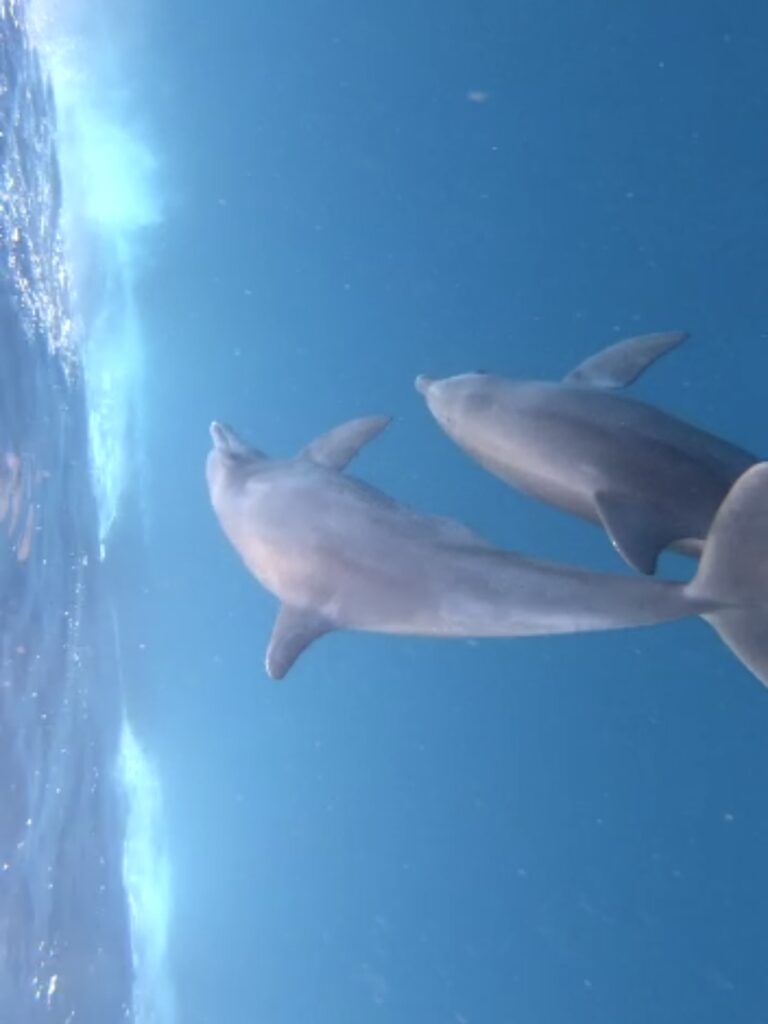 Zanzibar dolphins (3)